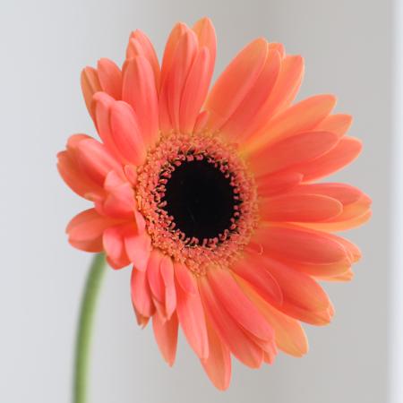 【08直前!!】ガーベラ  タカ(アプリコットオレンジ系)【生花】