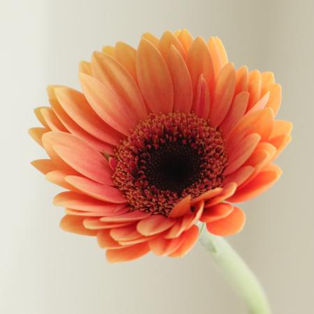 【08直前】ガーベラ 　プチプラリネ(アプリコットオレンジ系)