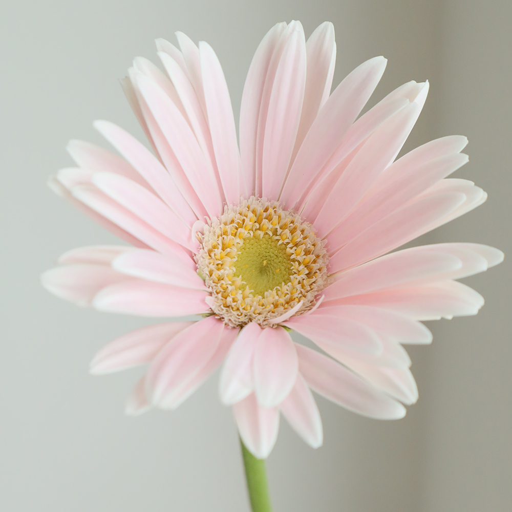 生花】ガーベラ アコヤ(淡ピンク/芯白)【FJ】 - 花材通販はなどんや