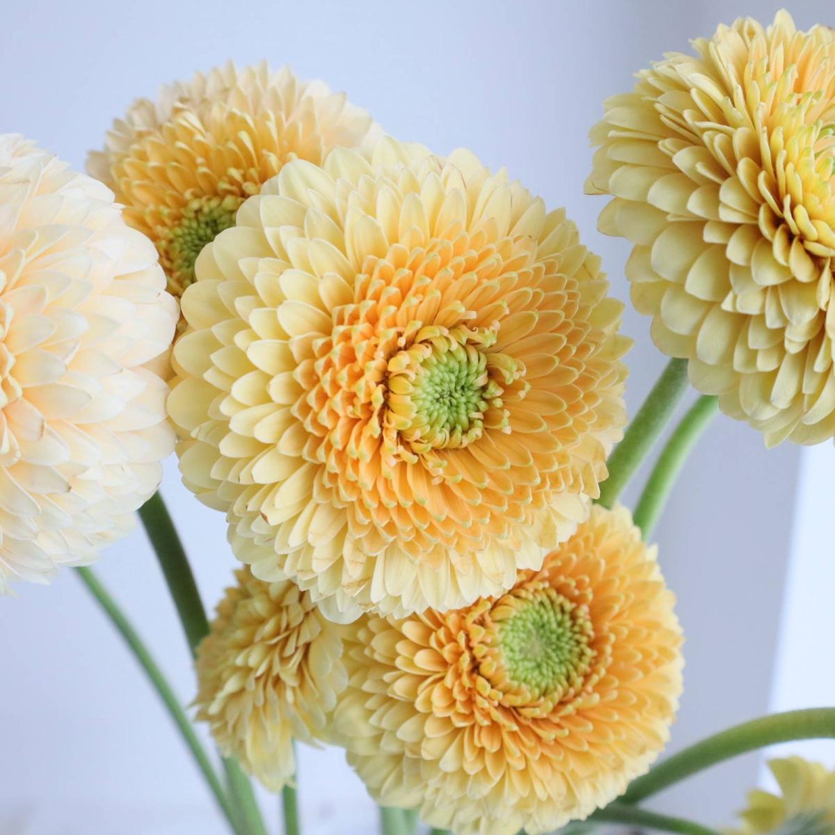 直前】ガーベラ ボレロサターンサターン(クリーム)芯白 【FJ】【生花