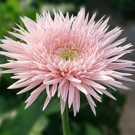 生花】ガーベラ ハーモニー(ピンク フルダブルスパイダー咲き)※入荷少