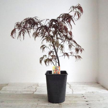 【送料無料】【生花/即納】赤枝垂れ紅葉(アカシダレモミジ)　5寸鉢　※北海道・九州・沖縄は別途送料加算あります