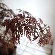 【送料無料】【生花/即納】赤枝垂れ紅葉(アカシダレモミジ)　5寸鉢　※北海道・九州・沖縄は別途送料加算あります
