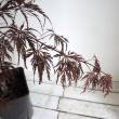 【送料無料】【生花/即納】赤枝垂れ紅葉(アカシダレモミジ)　5寸鉢　※北海道・九州・沖縄は別途送料加算あります