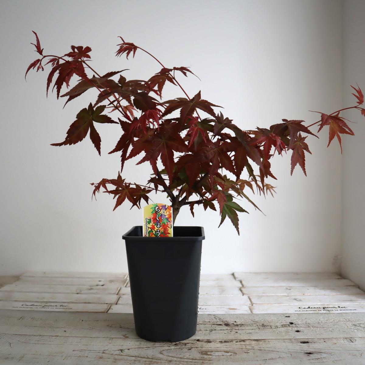 送料無料】【生花/即納】ちしょう紅葉 5寸鉢 ※北海道・九州・沖縄は