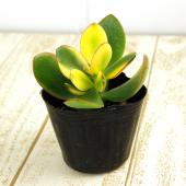 多肉植物 花芽付き 中型*3 29047_1.jpg