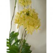 エピデンドラム ナカハラエ吊り鉢 生花 2週間前にエピデンドラムを買いましたプラスチックの植木鉢で｜園芸