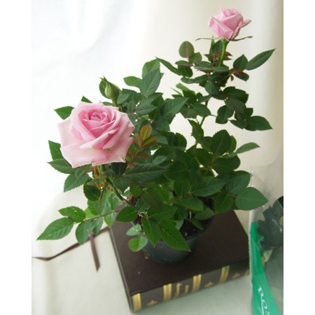 直前 ミニバラ ニューヨーク の苗 3 5寸 売上一個につき300円を募金します 通販 はなどんやアソシエ