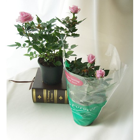 直前 ミニバラ ニューヨーク の苗 3 5寸 売上一個につき300円を募金します 通販 はなどんやアソシエ