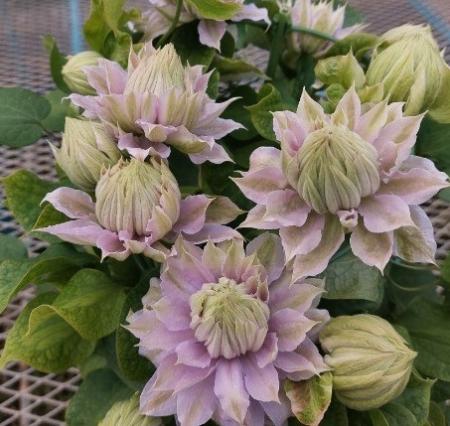 【送料無料】鉢物クレマチス◆ベルオブウォーキング　(八重ラベンダー)6号※同梱不可　※遠方のみ送料加算有り　■母の日鉢もの特集