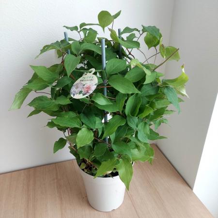 【訳アリ・花芽なし】【送料無料】クレマチス　春姫(淡ピンク八重)5号鉢サイズ　※北海道・九州・沖縄は別途送料加算あります 【JM】