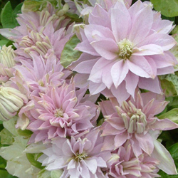 送料無料】クレマチス 春姫(淡ピンク八重)5号鉢サイズ ※北海道・九州