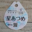 【送料無料】【生花/鉢】アジサイ　星集め  ブルー(5寸)※北海道・九州・沖縄は別途送料加算あります