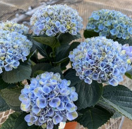 【送料無料】アジサイ　マジカルレボリューション　ブルー※　5号　※遠方のみ送料加算有り　■母の日鉢もの特集