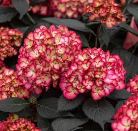 【送料無料】アジサイ　エクリプス(赤/黒葉)6号　※遠方のみ送料加算有り　■母の日鉢もの特集