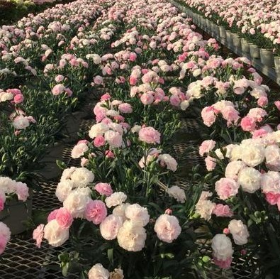 【送料無料】【生花/苗】カーネーションバンビーノ　3号ポット苗・24個入 ※同梱不可・別途送料加算地域あり