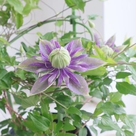 【生花/即納】鉢物クレマチス◆大河　5寸(紫系)※同梱不可