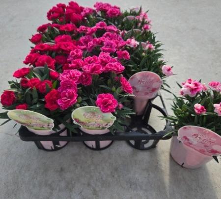 【送料無料】【生花/鉢】カーネーション スプリント(mix)　3.5号鉢・15個入 ※同梱不可・別途送料加算地域あり