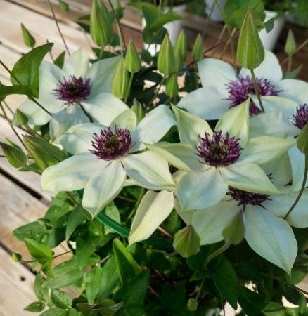 【送料無料】鉢物クレマチス◆フロリダ(白・芯紫)6号※同梱不可　※遠方のみ送料加算有り　■母の日鉢もの特集