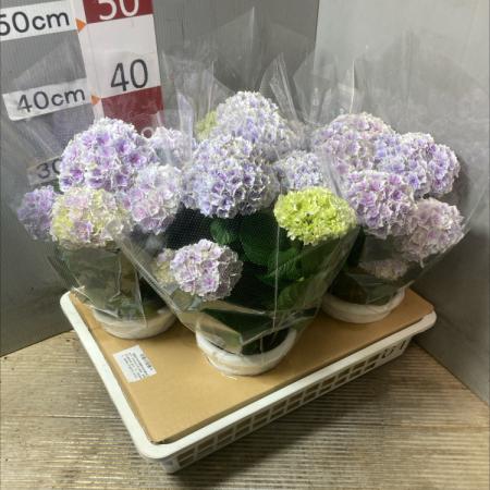 【送料無料】アジサイ　竜宮(ホワイト&ラベンダー)5号　※届日限定:5/5-10※遠方のみ送料加算有り　■母の日鉢もの特集