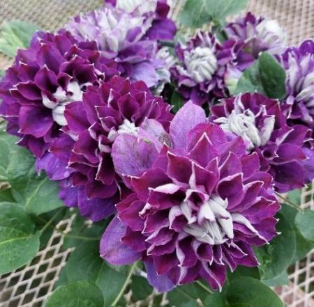 【送料無料】鉢物クレマチス◆新紫玉(しんしぎょく)(濃い紫八重)6号※同梱不可　※※届日限定:5/7-5/10※遠方送料加算　■母の日鉢特集