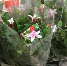 【送料無料】鉢物クレマチス◆エールフクシマ(ベル咲き白/桃))6号※同梱不可　※遠方のみ送料加算有り　■母の日鉢もの特集