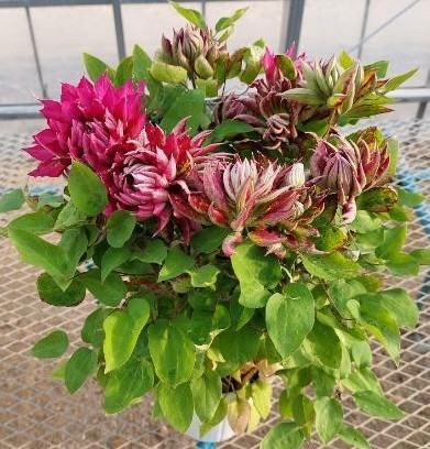 【送料無料】鉢物クレマチス◆花炎(かえん)赤八重咲き)※同梱不可　※遠方のみ送料加算有り　■母の日鉢もの特集