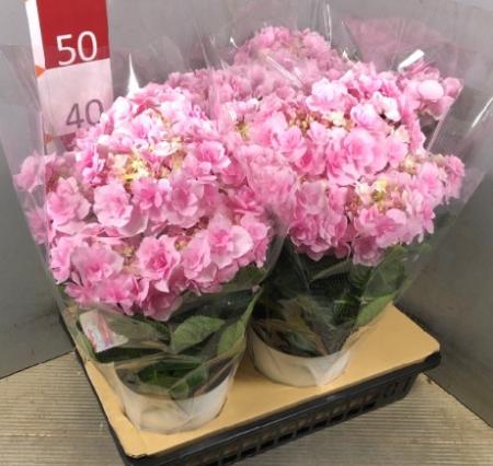 【送料無料】アジサイ　ふわりピンク6号　※遠方のみ送料加算有り　■母の日鉢もの特集