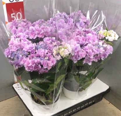 【送料無料】アジサイ　ブルーふわり※　6号　※遠方のみ送料加算有り　■母の日鉢もの特集