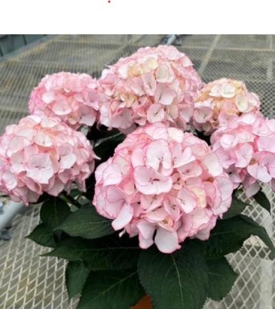 【送料無料】アジサイ　マリーテレーズ(ふちピンク)※　5号　※遠方のみ送料加算有り　■母の日鉢もの特集