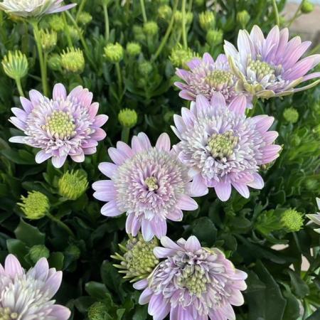 【送料無料】【生花/苗】オステオスペルマム　◆ロココ3号ポット苗・24個入 ※同梱不可・別途送料加算地域あり