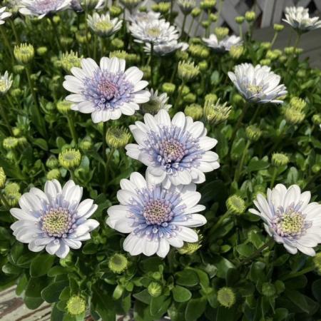 【送料無料】【生花/苗】オステオスペルマム　◆シルバーナイト3号ポット苗・24個入 ※同梱不可・別途送料加算地域あり