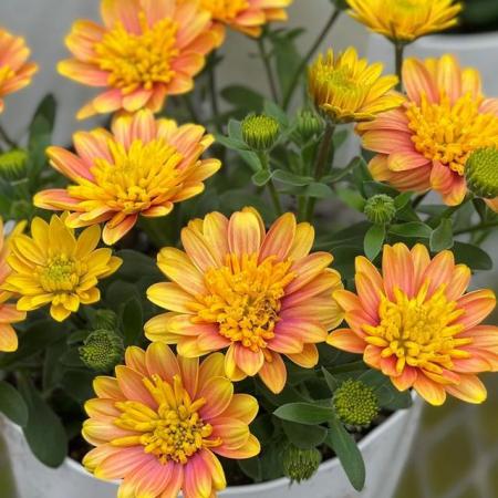 【送料無料】【生花/苗】オステオスペルマム　◆サンフレア3号ポット苗・24個入 ※同梱不可・別途送料加算地域あり