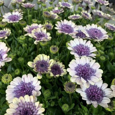 【送料無料】【生花/苗】オステオスペルマム　◆ベネチア3号ポット苗・24個入 ※同梱不可・別途送料加算地域あり