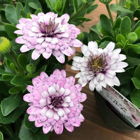 【送料無料】【生花/苗】オステオスペルマム　◆シルム3号ポット苗・24個入 ※同梱不可・別途送料加算地域あり