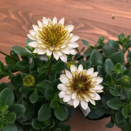 【送料無料】【生花/苗】オステオスペルマム　◆リコッタ3号ポット苗・24個入 ※同梱不可・別途送料加算地域あり