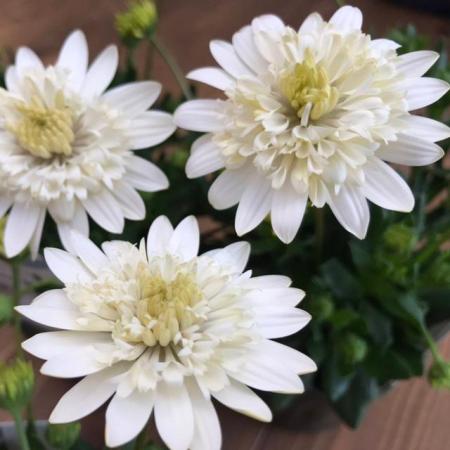 【送料無料】【生花/苗】オステオスペルマム　◆オデットブラン3号ポット苗・24個入 ※同梱不可・別途送料加算地域あり