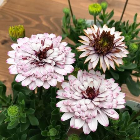 【送料無料】【生花/苗】オステオスペルマム　◆サンドベージュ3号ポット苗・24個入 ※同梱不可・別途送料加算地域あり