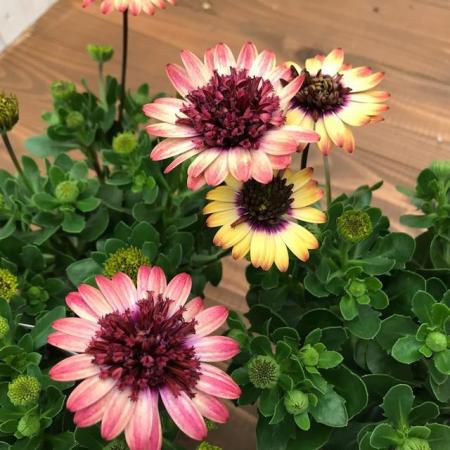 【送料無料】【生花/苗】オステオスペルマム　◆茜ロマン3号ポット苗・24個入 ※同梱不可・別途送料加算地域あり