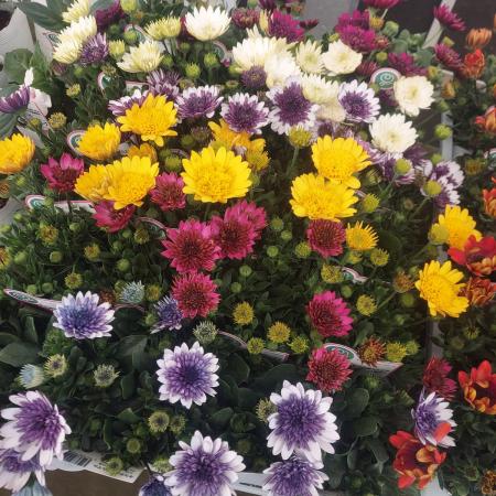 【生花/鉢】ダブルオステオスペルマム ミックス 3.5寸ポット苗【OT】