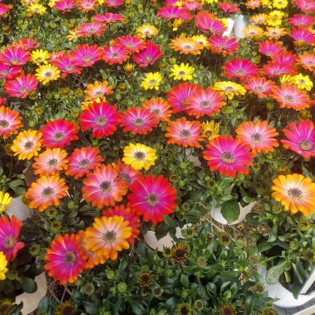 【生花/鉢】オステオスペルマム マスカレード(黄→赤) 3.5寸ポット苗【OT】