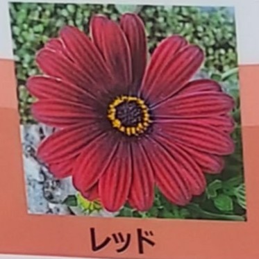 【送料無料】【生花/鉢】オステオスペルマム セレニティ レッド 3.5寸苗※北海道・九州・沖縄は別途送料加算あります