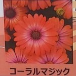【生花/鉢】オステオスペルマム セレニティ コーラルマジック 3.5寸苗【OT】