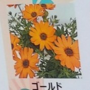 【生花/鉢】オステオスペルマム セレニティ ゴールド  3.5寸苗【OT】