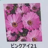 【生花/鉢】オステオスペルマム セレニティ ピンクアイ21  3.5寸苗【OT】