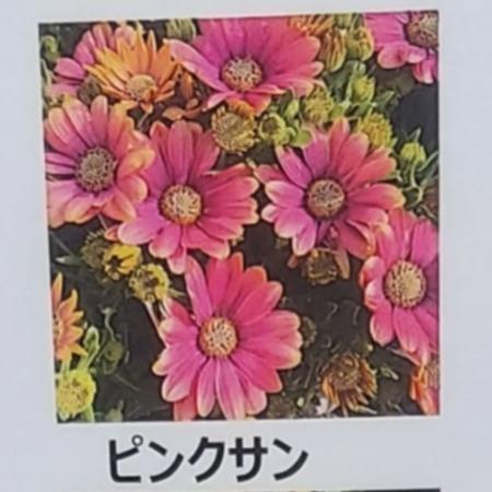 【生花/鉢】オステオスペルマム セレニティ ピンクサン 3.5寸苗【OT】