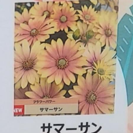 【生花/鉢】オステオスペルマム セレニティ サマーサン 3.5寸苗【OT】