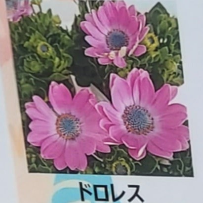 【生花/鉢】オステオスペルマム セレニティ トロレス 3.5寸苗【OT】