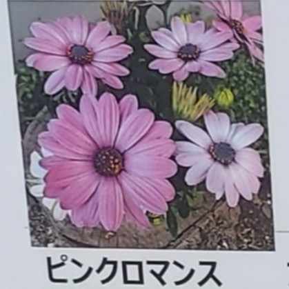 【生花/鉢】オステオスペルマム セレニティ ピンクロマンス 3.5寸苗【OT】