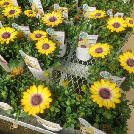 【生花/鉢】オステオスペルマム セレニティ ブルーアイビューティー 3.5寸苗【OT】